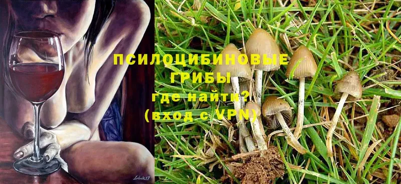 Псилоцибиновые грибы Psilocybine cubensis  наркошоп  Киржач 